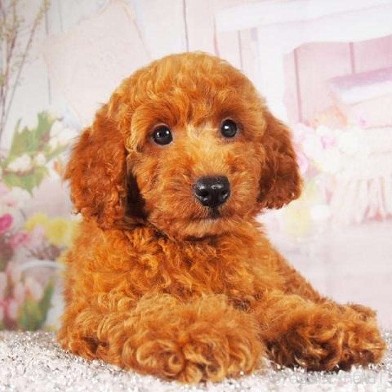 販売中の茨城県のトイプードル-442249の4枚目