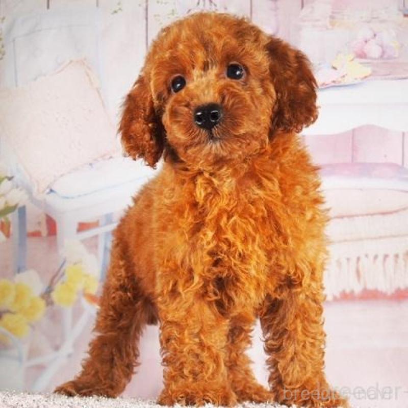 販売中の茨城県のトイプードル-442249の2枚目