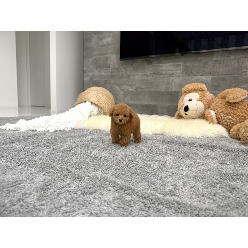 販売中の滋賀県のティーカッププードル-442111の7枚目