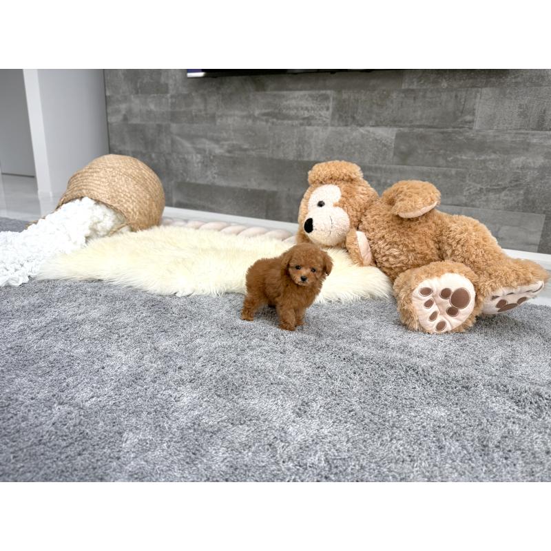 販売中の滋賀県のティーカッププードル-442111の6枚目