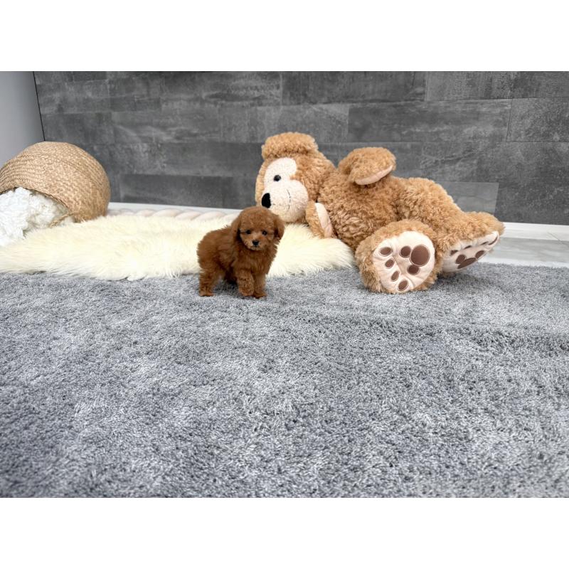 販売中の滋賀県のティーカッププードル-442111の5枚目