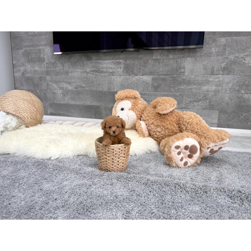 販売中の滋賀県のティーカッププードル-442111の4枚目