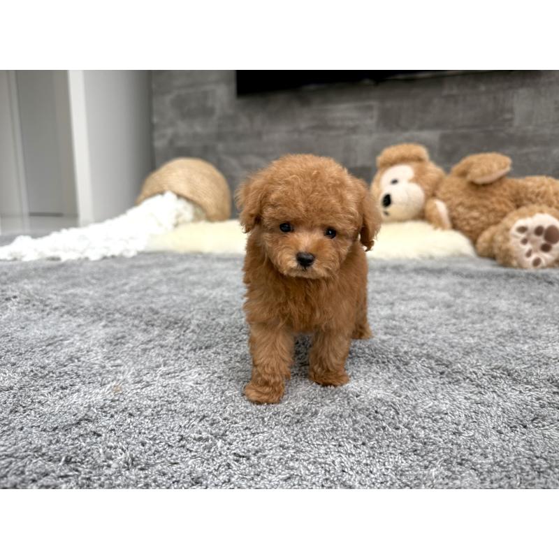 販売中の滋賀県のティーカッププードル-442111の3枚目