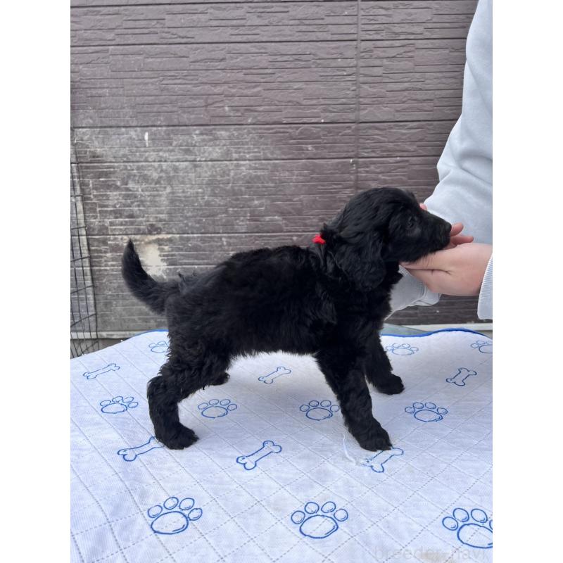 販売中の滋賀県のラブラドゥードル:ラブラドールレトリーバー×プードル-442252の3枚目