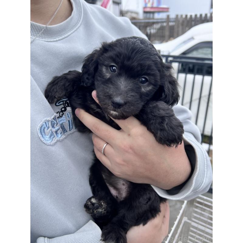 販売中の滋賀県のラブラドゥードル:ラブラドールレトリーバー×プードル-442252の2枚目