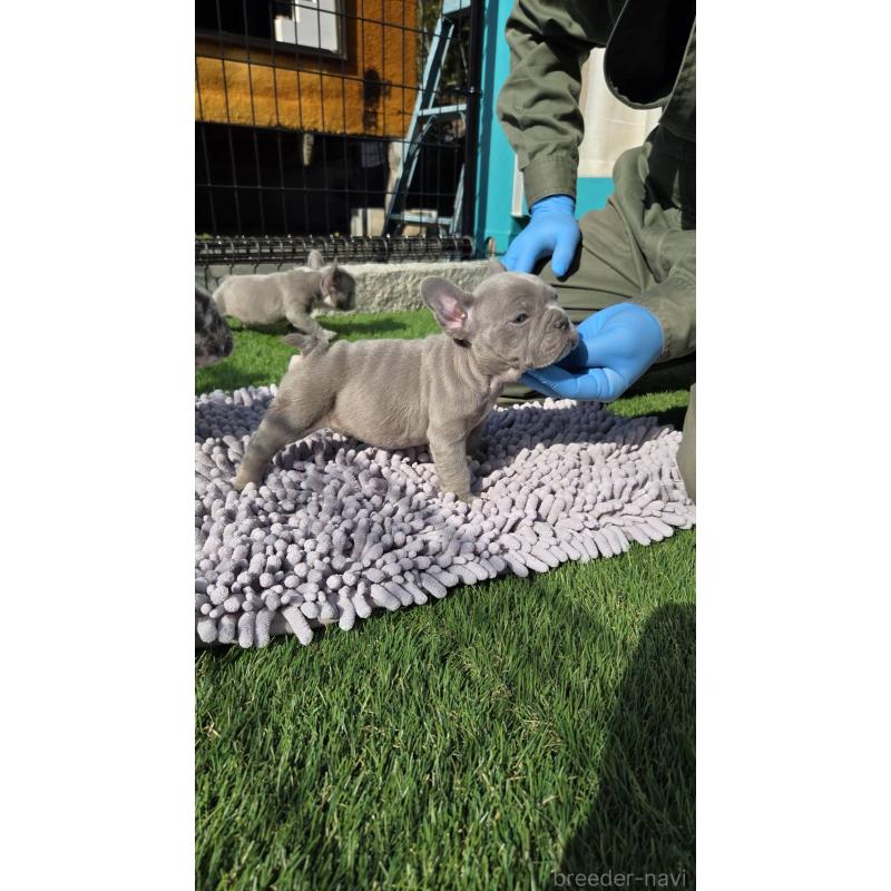販売中の愛媛県のフレンチブルドッグ-442250の4枚目