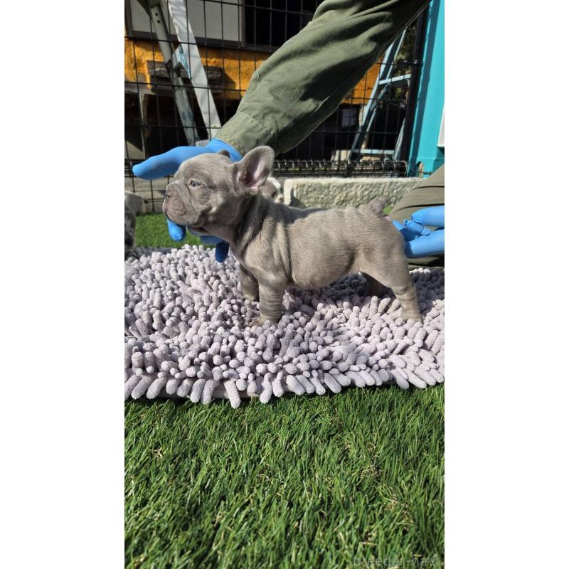 販売中の愛媛県のフレンチブルドッグ-442250の3枚目