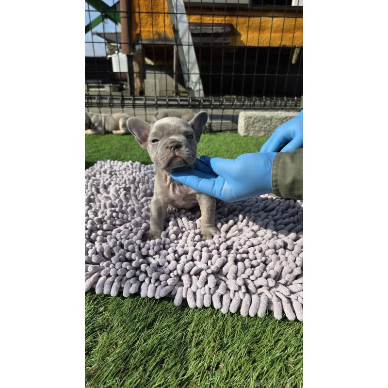 販売中の愛媛県のフレンチブルドッグ-442250