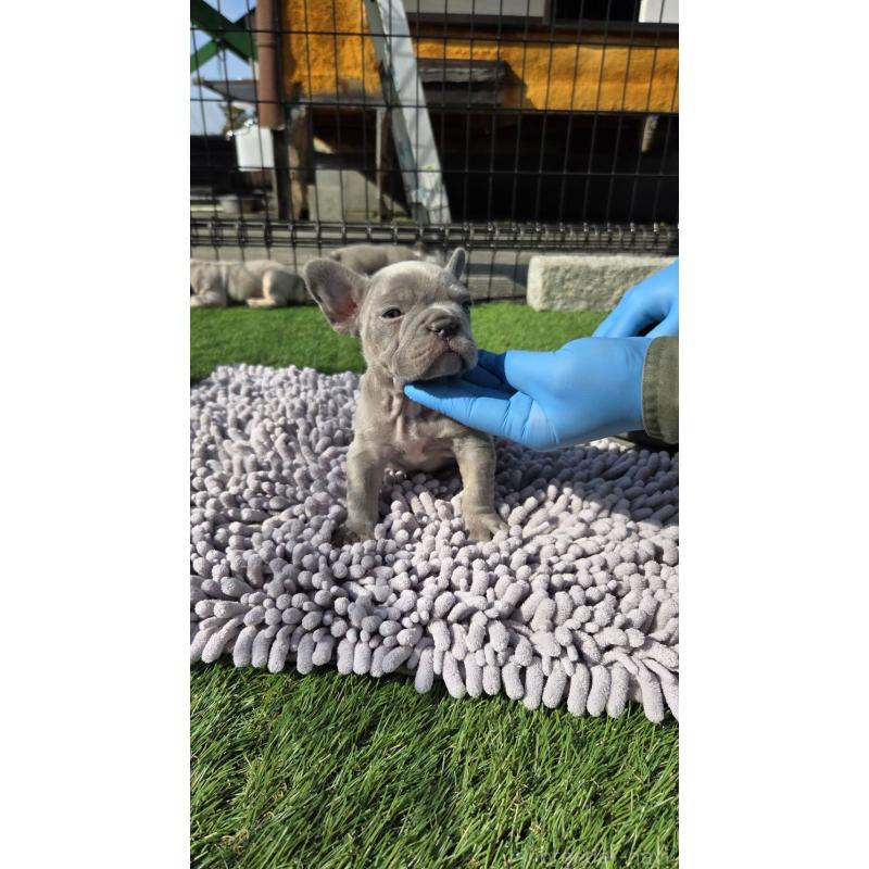 販売中の愛媛県のフレンチブルドッグ-442250の2枚目