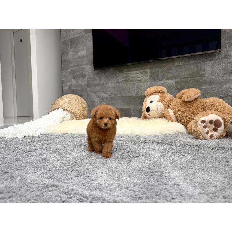 販売中の滋賀県のティーカッププードル-442111の2枚目