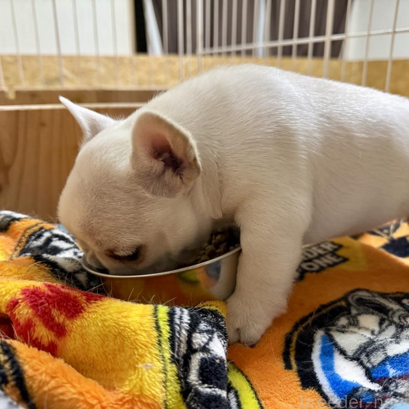 販売中の熊本県のフレンチブルドッグ-442254の3枚目