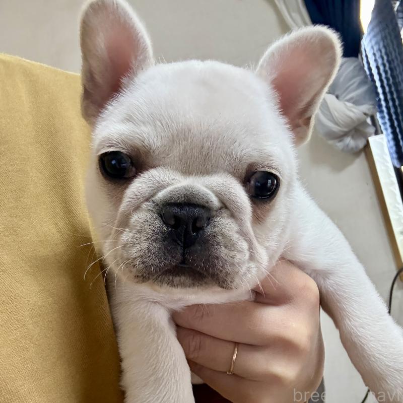 販売中の熊本県のフレンチブルドッグ-442254の1枚目