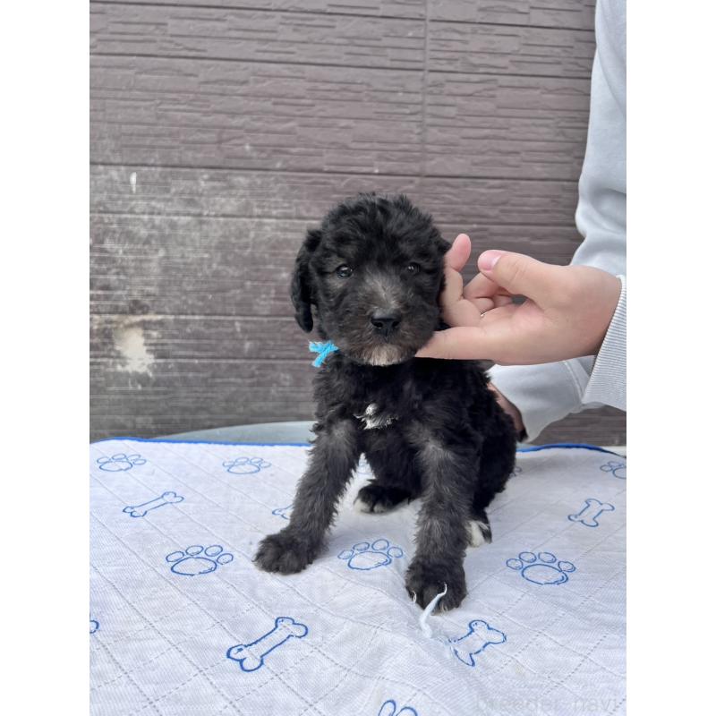 販売中の滋賀県のラブラドゥードル:ラブラドールレトリーバー×プードル-442253