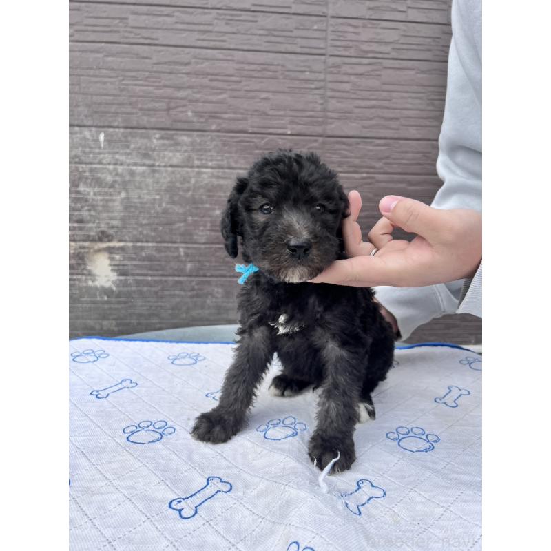 販売中の滋賀県のラブラドゥードル:ラブラドールレトリーバー×プードル-442253の3枚目