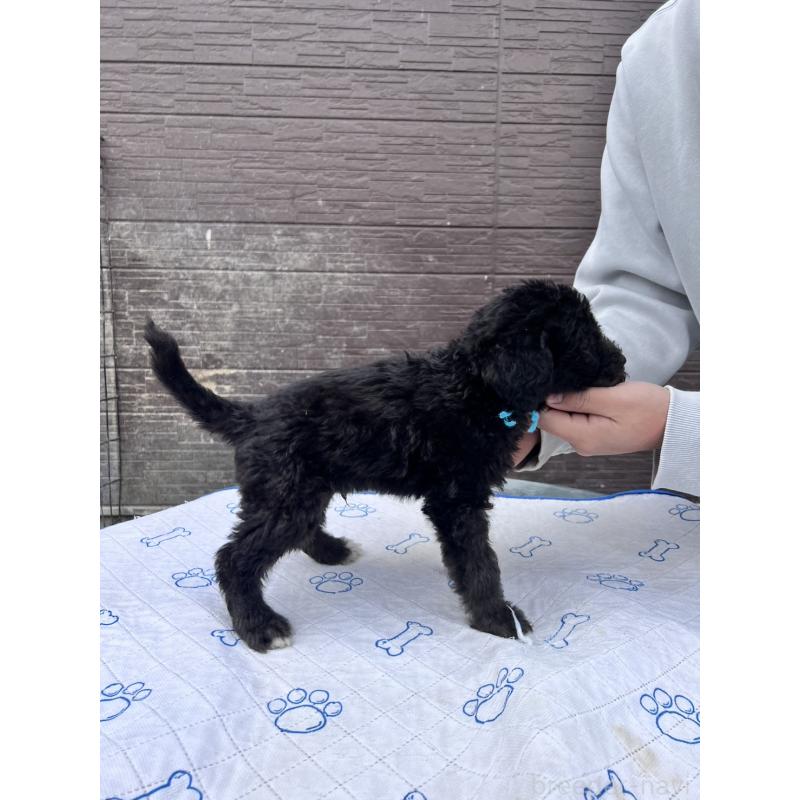 販売中の滋賀県のラブラドゥードル:ラブラドールレトリーバー×プードル-442253の2枚目