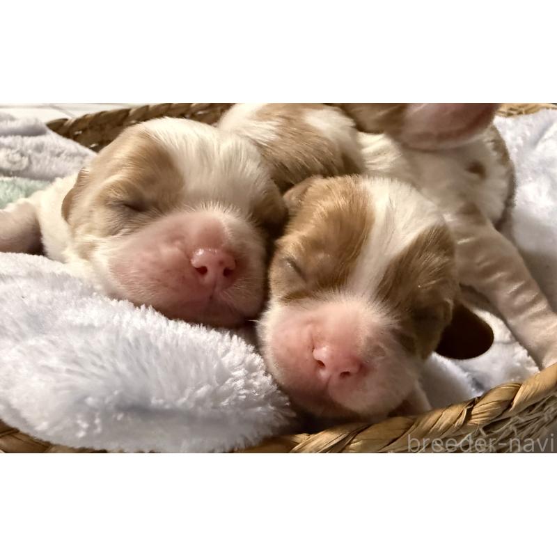 販売中の茨城県のキャバリアキングチャールズスパニエル-442255の5枚目