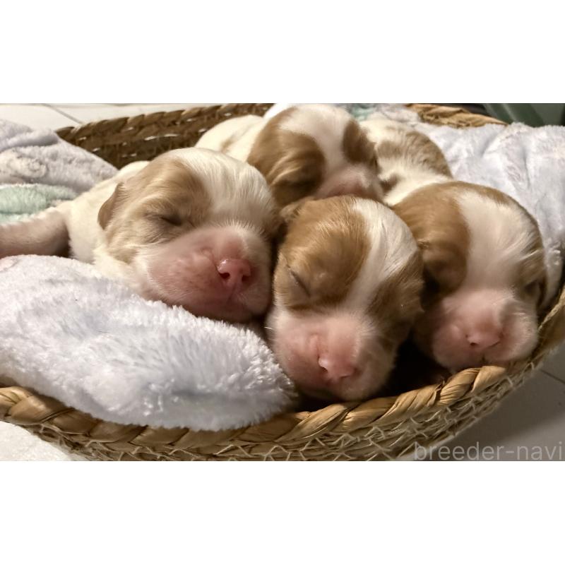 販売中の茨城県のキャバリアキングチャールズスパニエル-442255の4枚目