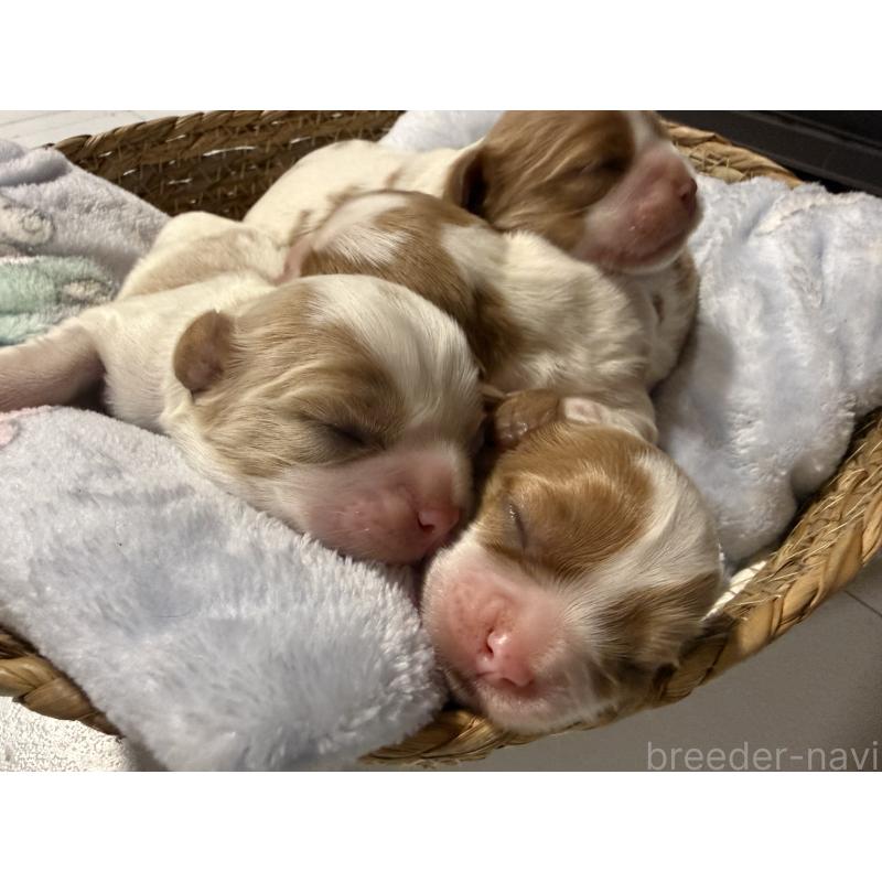 販売中の茨城県のキャバリアキングチャールズスパニエル-442255の3枚目