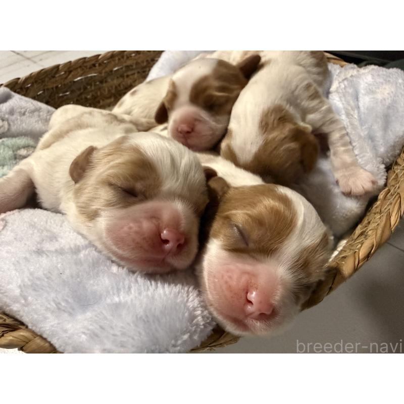 販売中の茨城県のキャバリアキングチャールズスパニエル-442255の2枚目