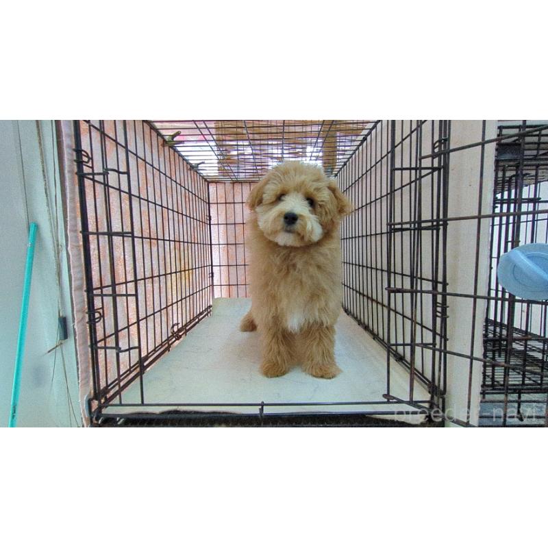 販売中の茨城県のマルプー:マルチーズ×トイプードル-417796