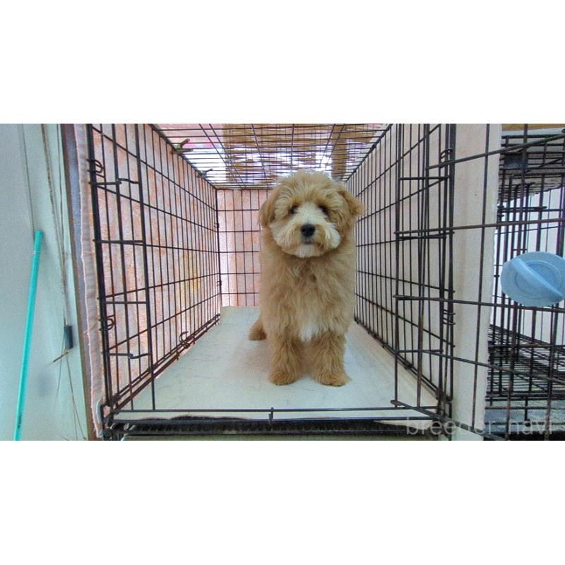 販売中の茨城県のマルプー:マルチーズ×トイプードル-417796の2枚目