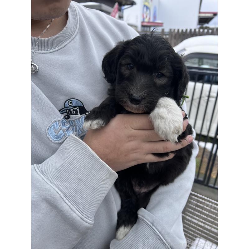 販売中の滋賀県のラブラドゥードル:ラブラドールレトリーバー×プードル-442256