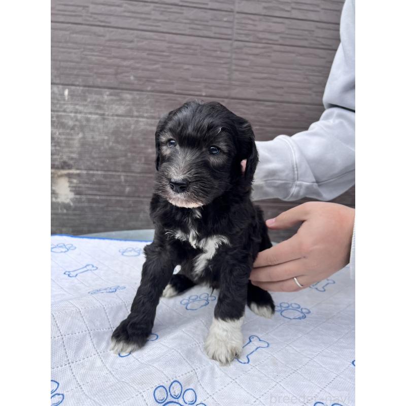 販売中の滋賀県のラブラドゥードル:ラブラドールレトリーバー×プードル-442256の3枚目