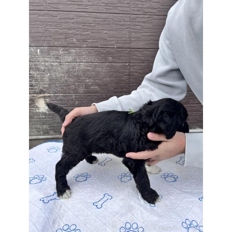 販売中の滋賀県のラブラドゥードル:ラブラドールレトリーバー×プードル-442256の2枚目