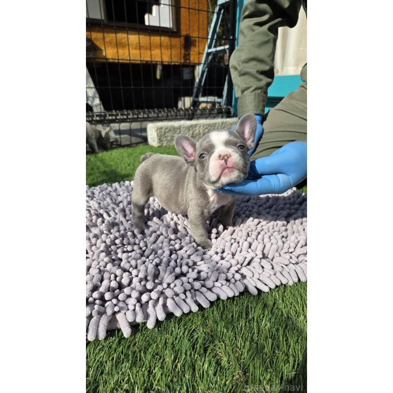 販売中の愛媛県のフレンチブルドッグ-442257の5枚目