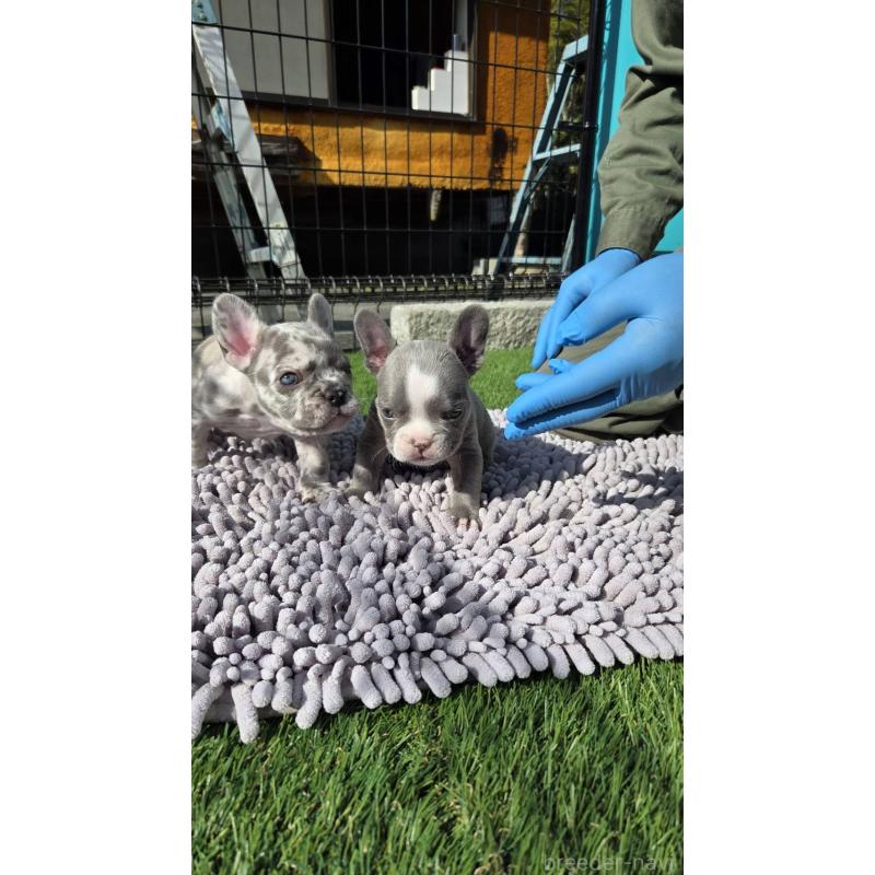 販売中の愛媛県のフレンチブルドッグ-442257の4枚目