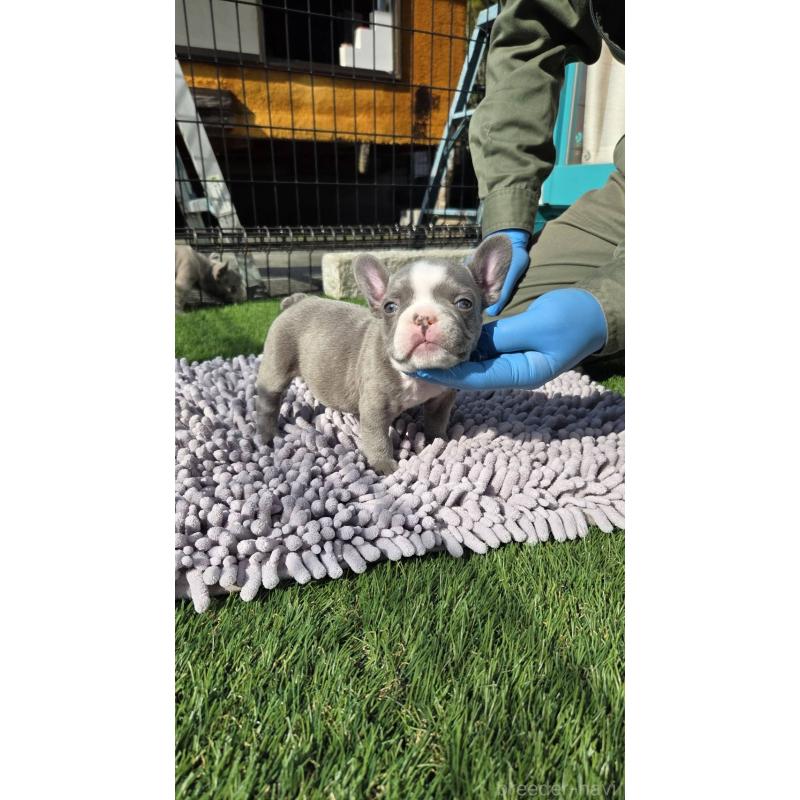 販売中の愛媛県のフレンチブルドッグ-442257の3枚目