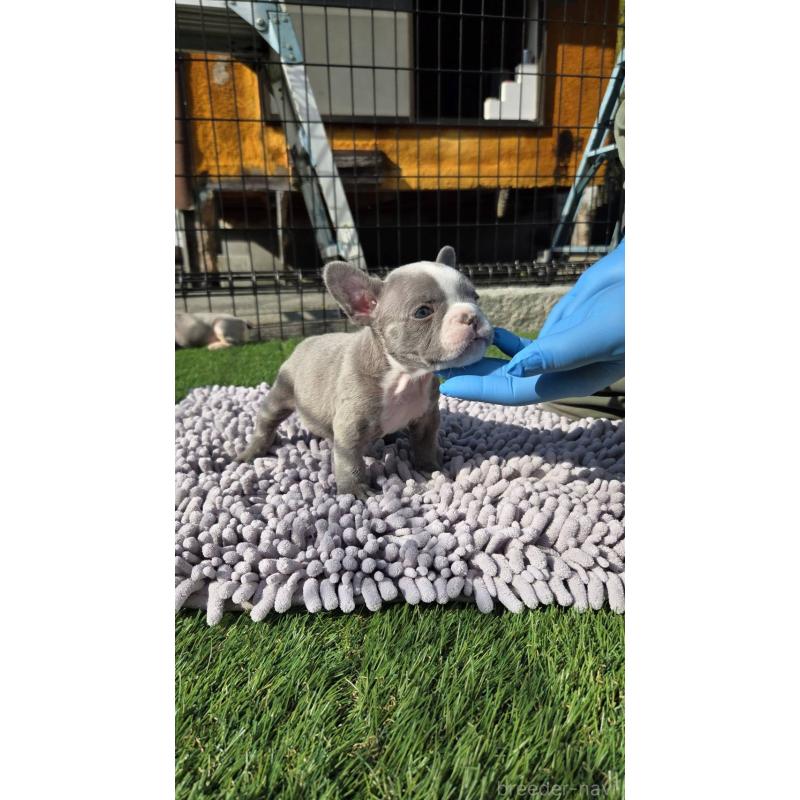 販売中の愛媛県のフレンチブルドッグ-442257の2枚目