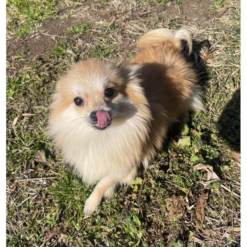 販売中の熊本県のポメチワ:ポメラニアン×チワワ-442260の3枚目