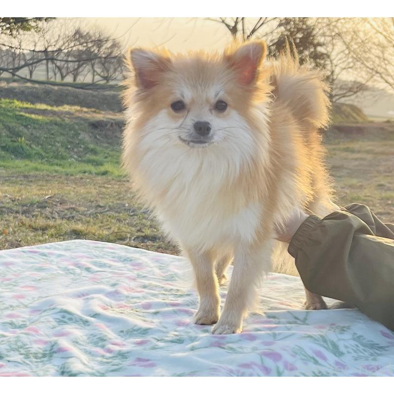 販売中の熊本県のポメチワ:ポメラニアン×チワワ-442260の2枚目