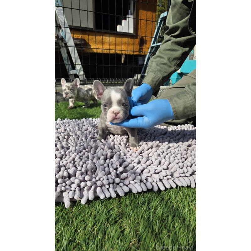 販売中の愛媛県のフレンチブルドッグ-442257の1枚目