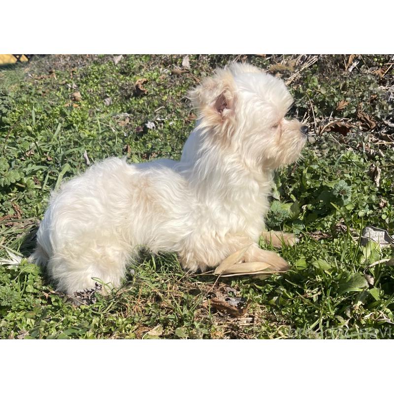 販売中の熊本県のチワマル:チワワ×マルチーズ-442262の4枚目