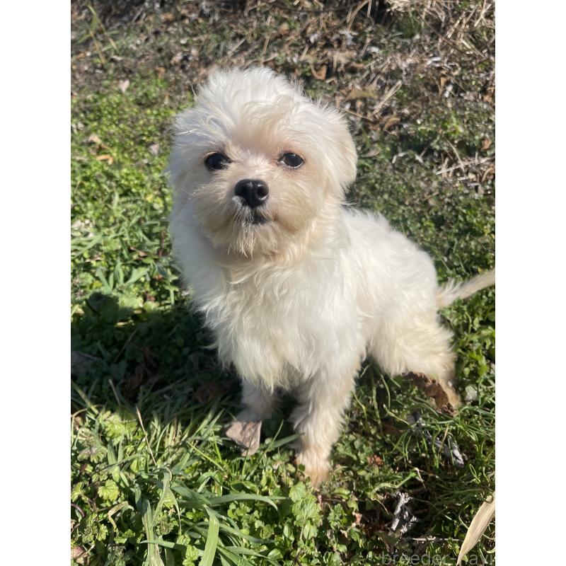 販売中の熊本県のチワマル:チワワ×マルチーズ-442262の3枚目