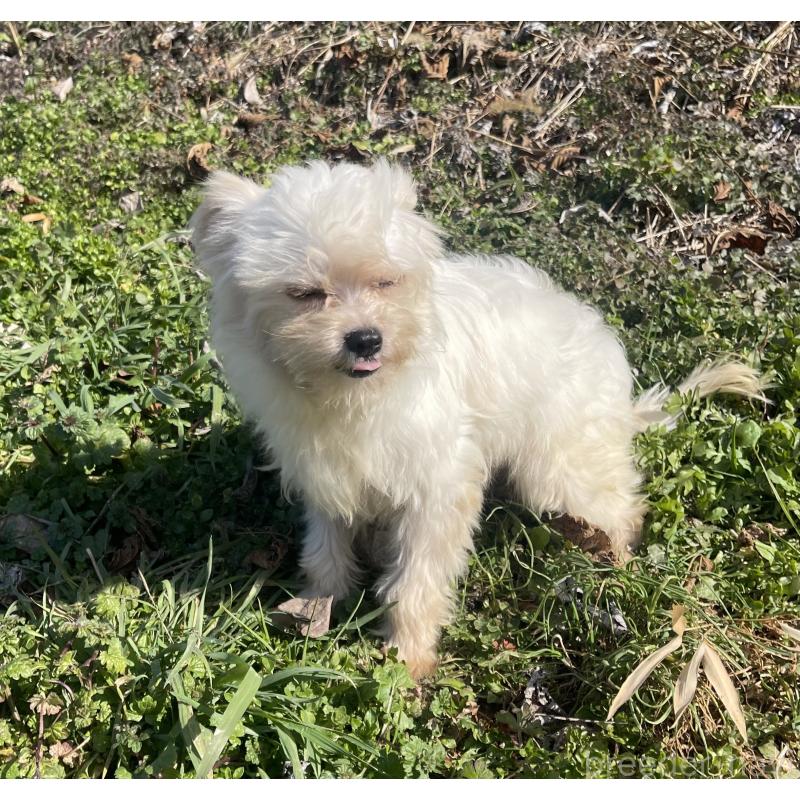 販売中の熊本県のチワマル:チワワ×マルチーズ-442262の2枚目