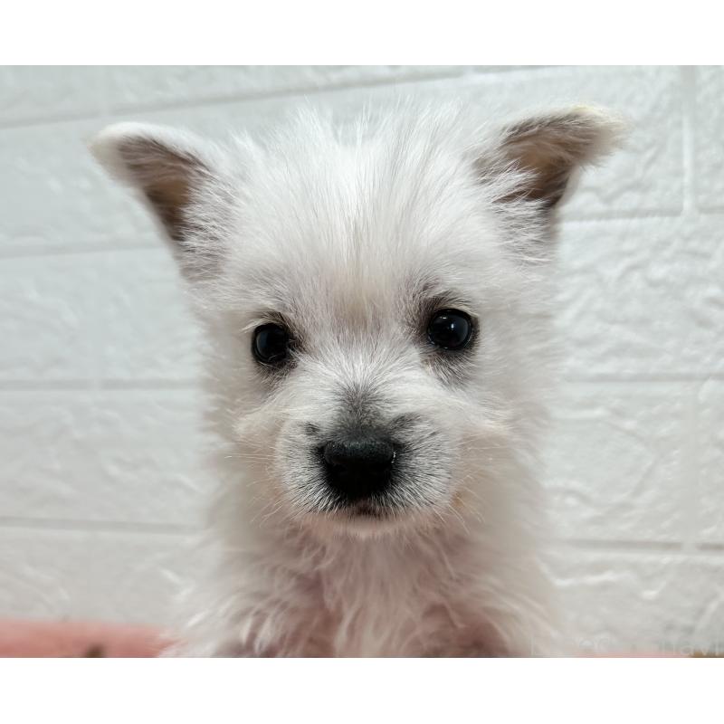 販売中の埼玉県のウエストハイランドホワイトテリア(ウエスティ)-442261の1枚目