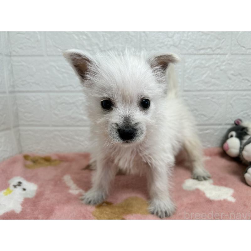 販売中の埼玉県のウエストハイランドホワイトテリア(ウエスティ)-442261の10枚目