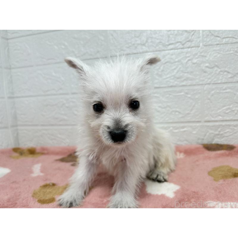 販売中の埼玉県のウエストハイランドホワイトテリア(ウエスティ)-442261の9枚目