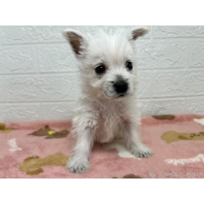 販売中の埼玉県のウエストハイランドホワイトテリア(ウエスティ)-442261の8枚目