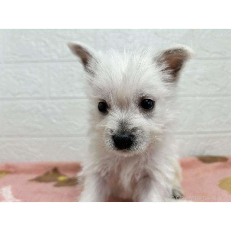 販売中の埼玉県のウエストハイランドホワイトテリア(ウエスティ)-442261の7枚目