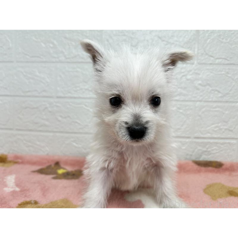 販売中の埼玉県のウエストハイランドホワイトテリア(ウエスティ)-442261の5枚目
