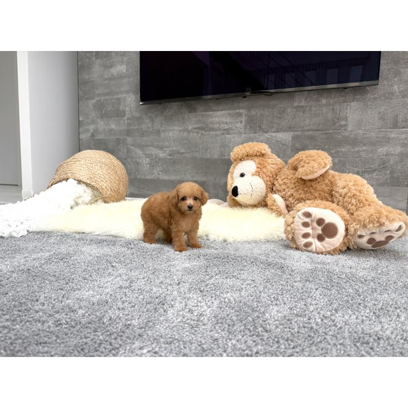 販売中の滋賀県のティーカッププードル-442112の6枚目