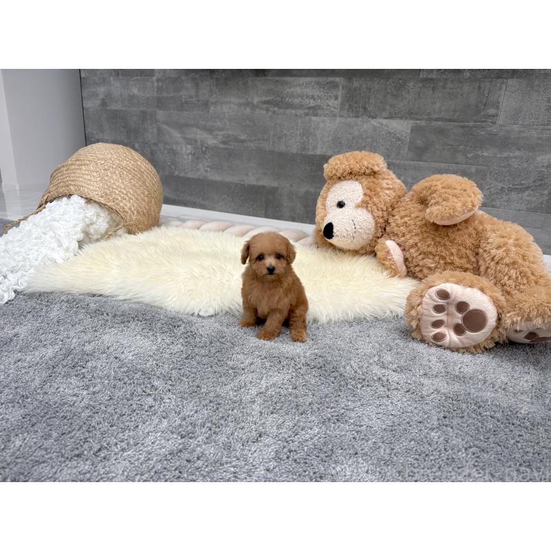 販売中の滋賀県のティーカッププードル-442112の5枚目