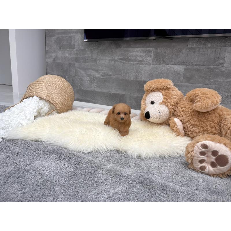 販売中の滋賀県のティーカッププードル-442112の4枚目