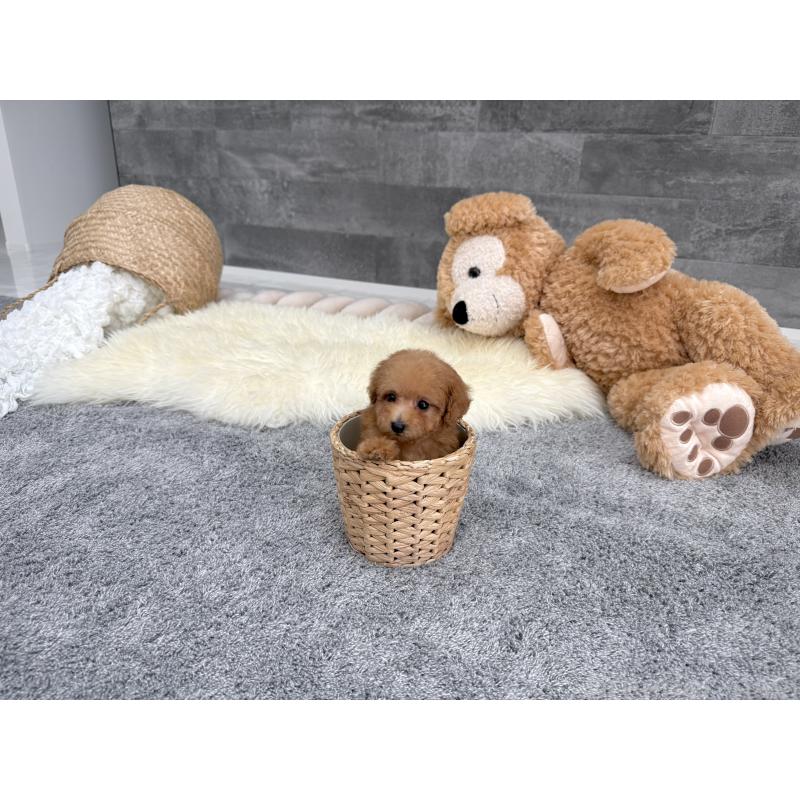 販売中の滋賀県のティーカッププードル-442112の3枚目