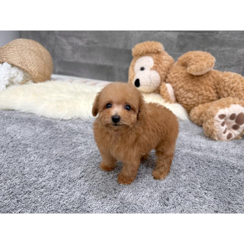 販売中の滋賀県のティーカッププードル-442112の2枚目