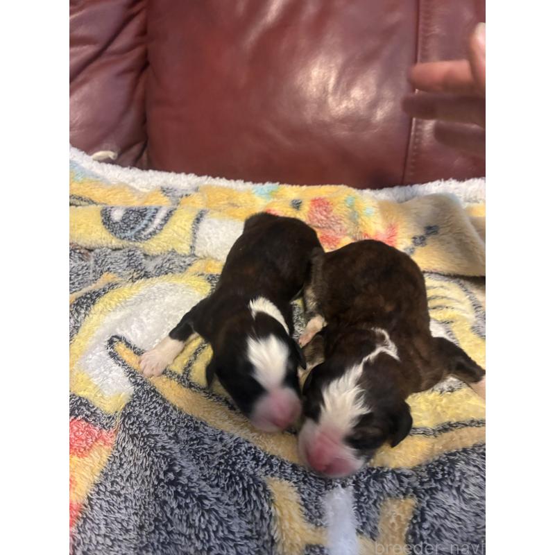 販売中の滋賀県のバーニードゥードル:バーニーズ×スタンダードプードル-442263の1枚目